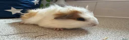 Guinea Pig rodents for sale: Beautiful baby piggies  - Advert 7