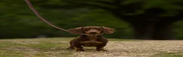 Miniature Dachshund dogs for stud: Tiny chocolate and tan miniature dachshund stud - Advert 1