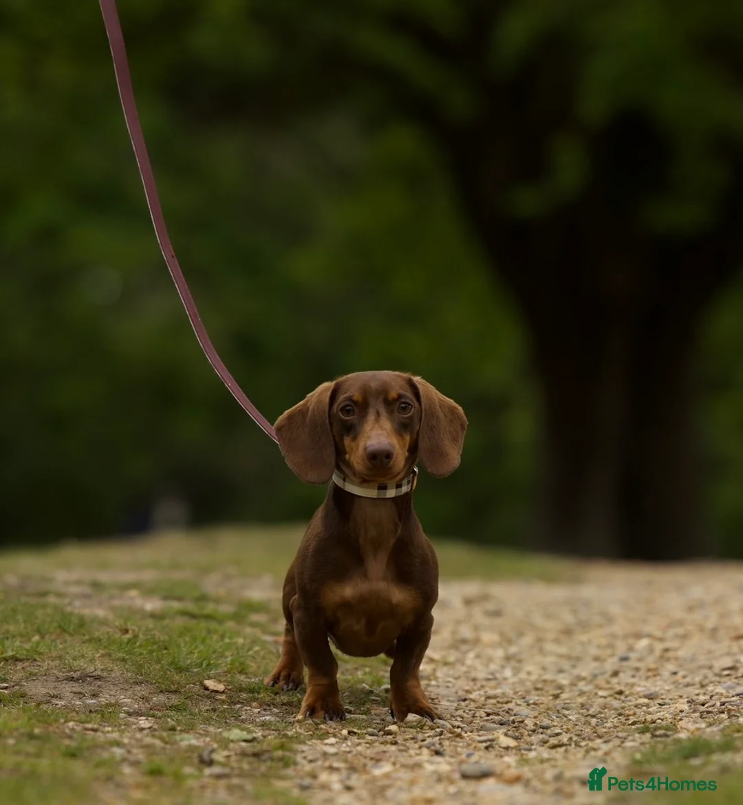 Miniature Dachshund dogs for stud: Tiny chocolate and tan miniature dachshund stud - Advert 1