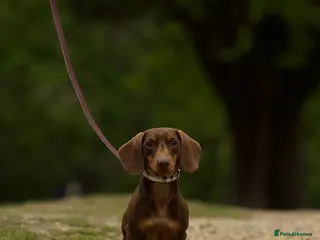 Miniature Dachshund dogs for stud: Tiny chocolate and tan miniature dachshund stud - Advert 1