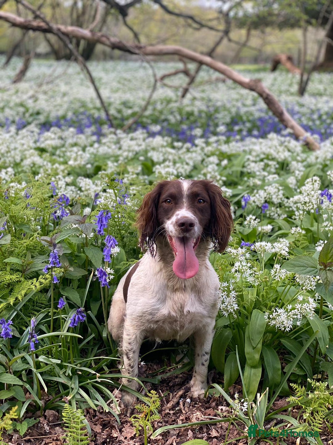 English Springer Spaniel dogs for sale: English working Springer Spaniel puppies for sale  - Image 31