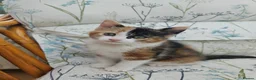Mixed Breed cats for sale: Cute Calico Girl Kitten 8 Weeks Playful Friendly  - Advert 4