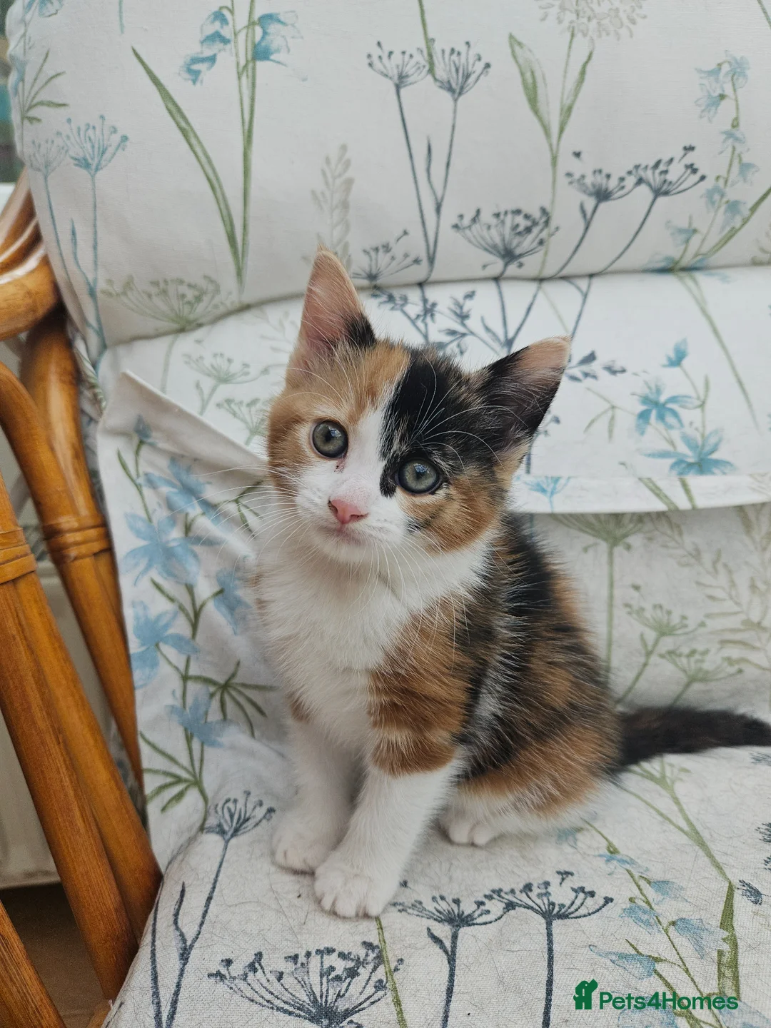 Mixed Breed cats for sale: Cute Calico Girl Kitten 8 Weeks Playful Friendly  - Advert 4