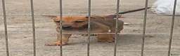 Jack Russell dogs for sale: Jack Russell in Shildon - Advert 3