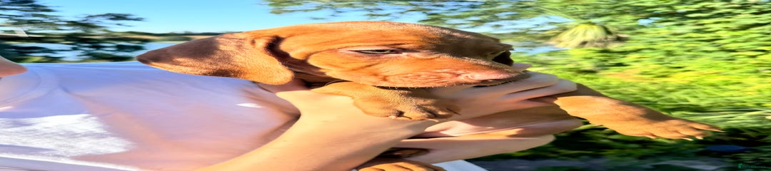 Hungarian Vizsla Puppy 6