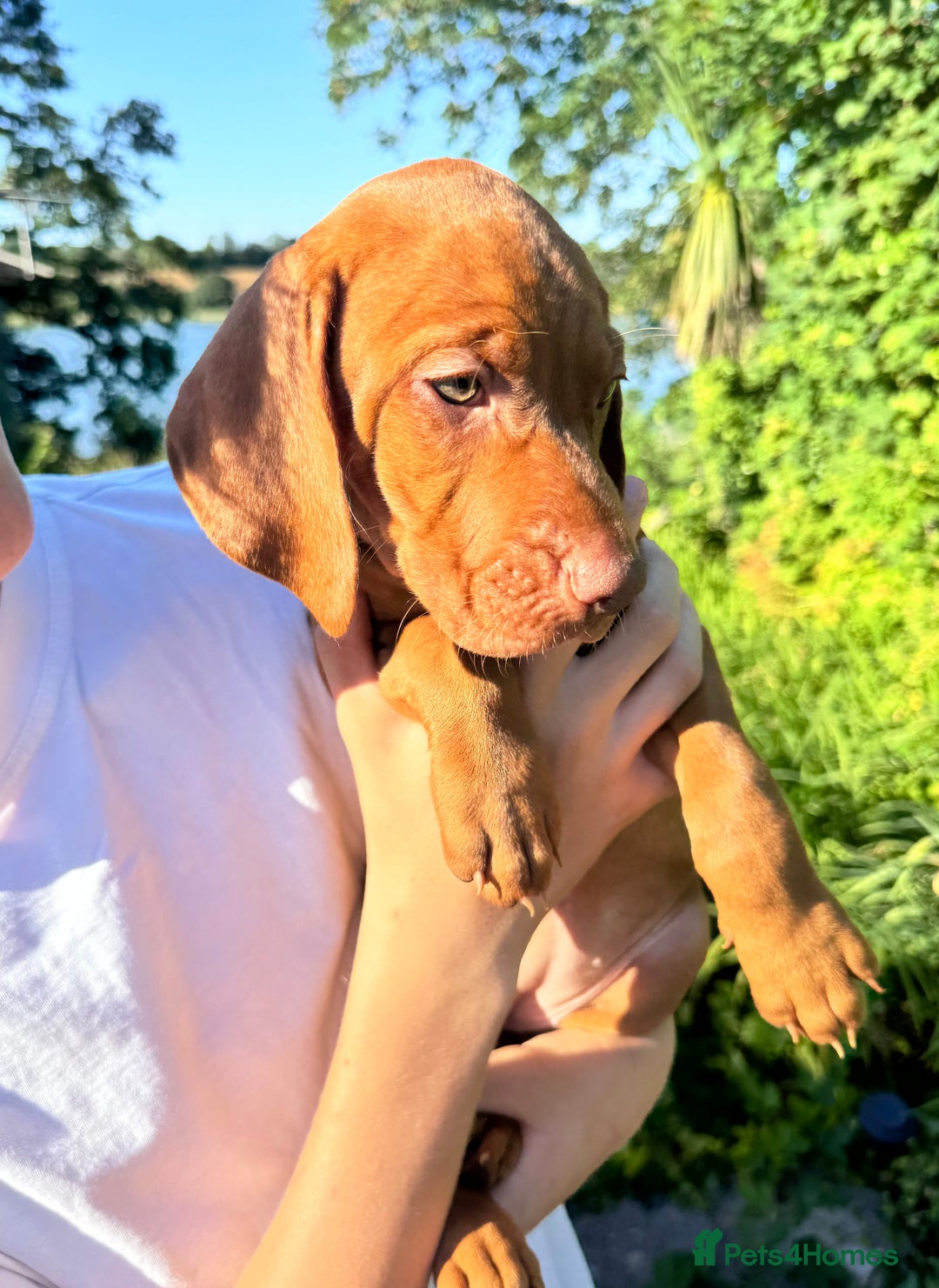 Hungarian Vizsla dogs for sale: 1 girl left of litter of 7 KC reg Vizsla pups  - Image 17