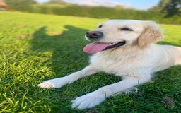 Golden Retriever dogs for sale: Golden puppies  - Image 13