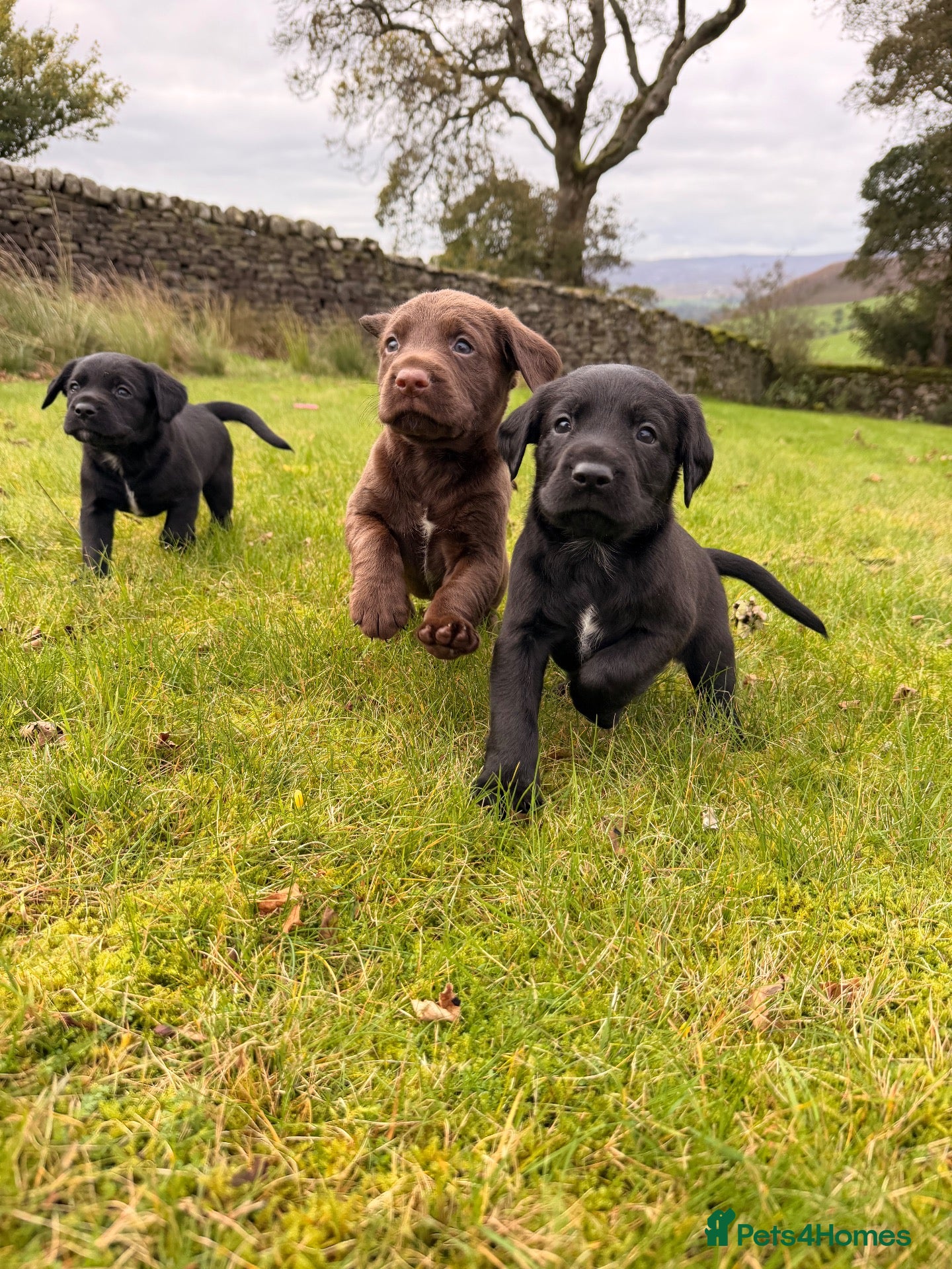 Springador dogs Springadors! 6 puppies  - Advert 6
