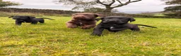Springador dogs for sale: Springadors! 6 puppies  in Skipton - Advert 1