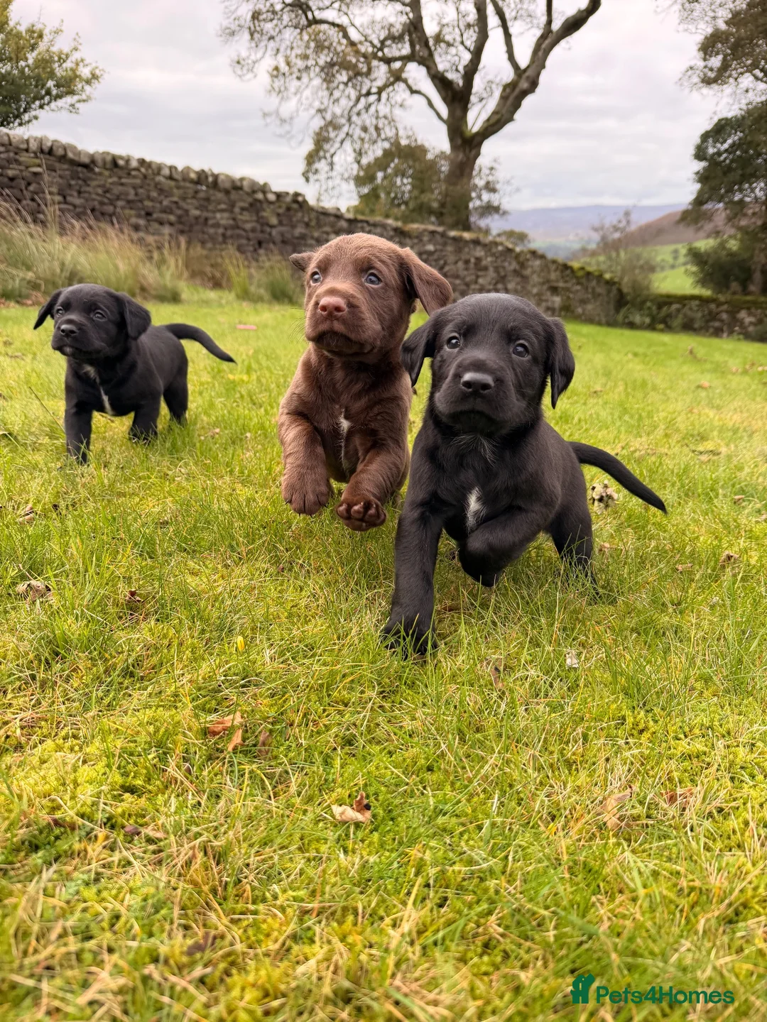Springador dogs for sale: Springadors! 6 puppies  in Skipton - Advert 1