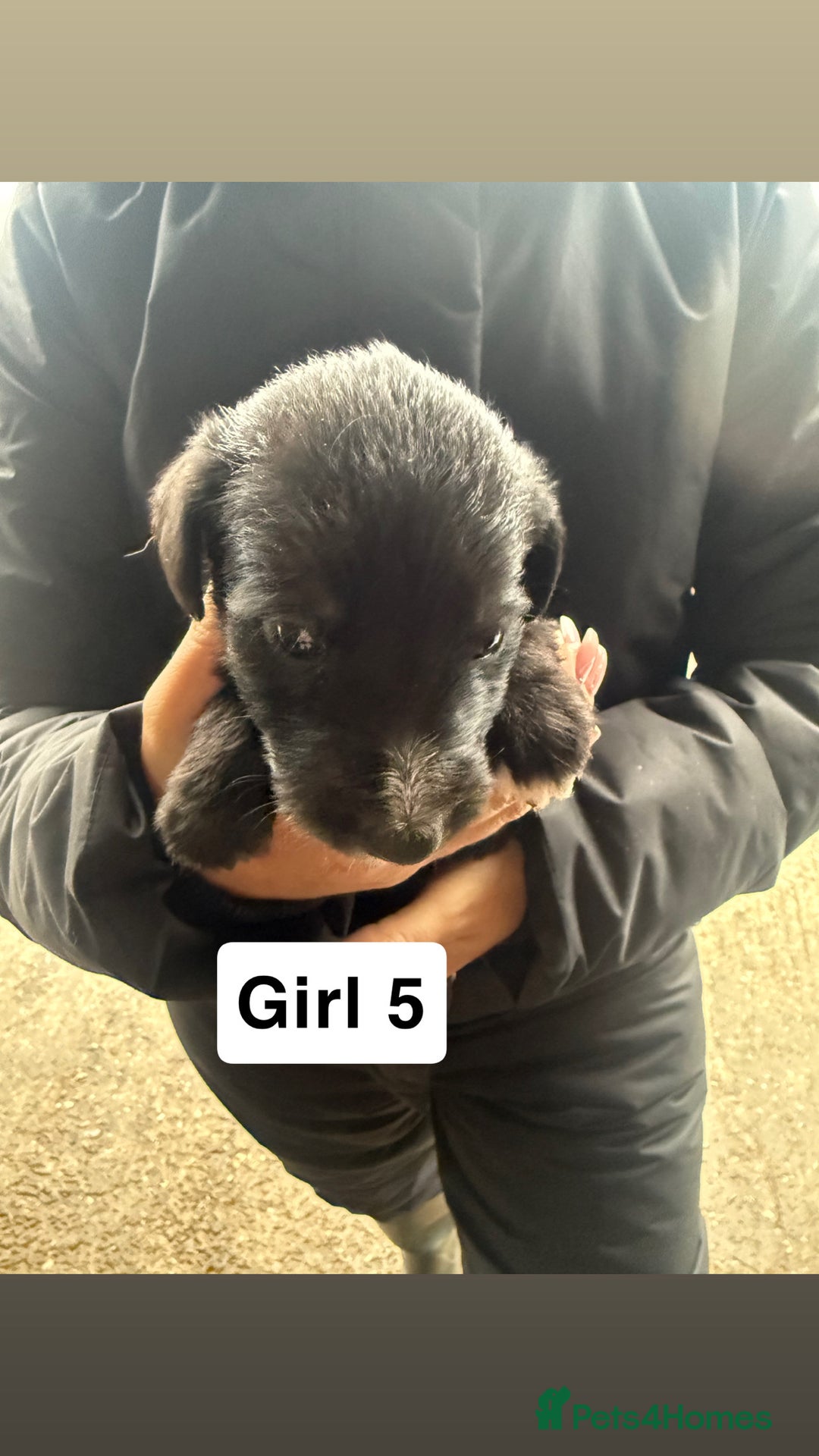 Whippet dogs for sale: Bedlington whippet puppies  - Advert 14
