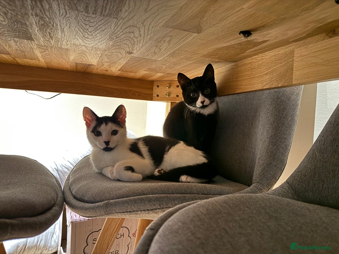 Mixed Breed cats for sale: 2 rescued kittens need a loving home!  - Image 3