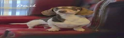 Miniature Dachshund dogs for sale: 🩵 Beautiful Minature Dachshunds 🩵 Ready today 🩵 - Advert 2