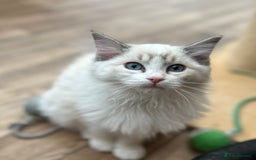 Ragdoll cats for sale: Seal lynx boy. GCCF reg. champion lines - Image 12