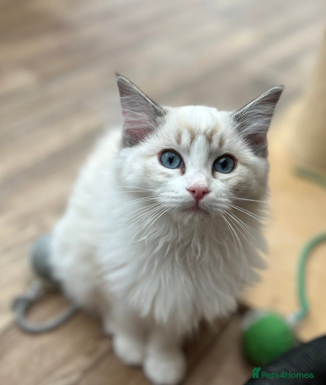 Ragdoll cats for sale: Seal lynx boy. GCCF reg. champion lines - Image 12