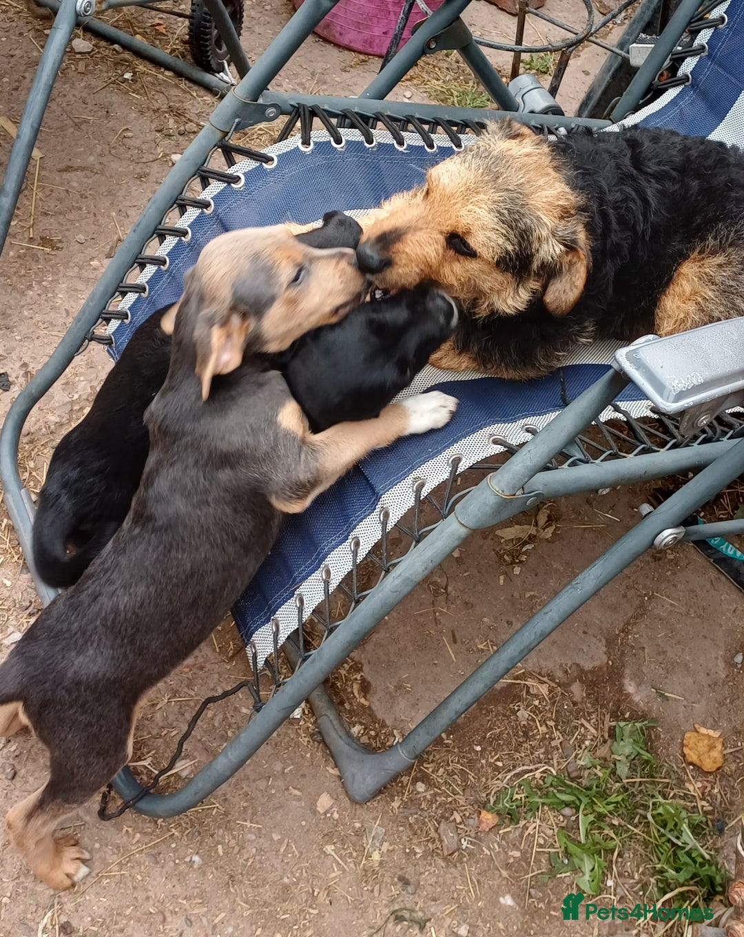 Jack Russell dogs for sale: Adorable Markiejack puppies - Image 24