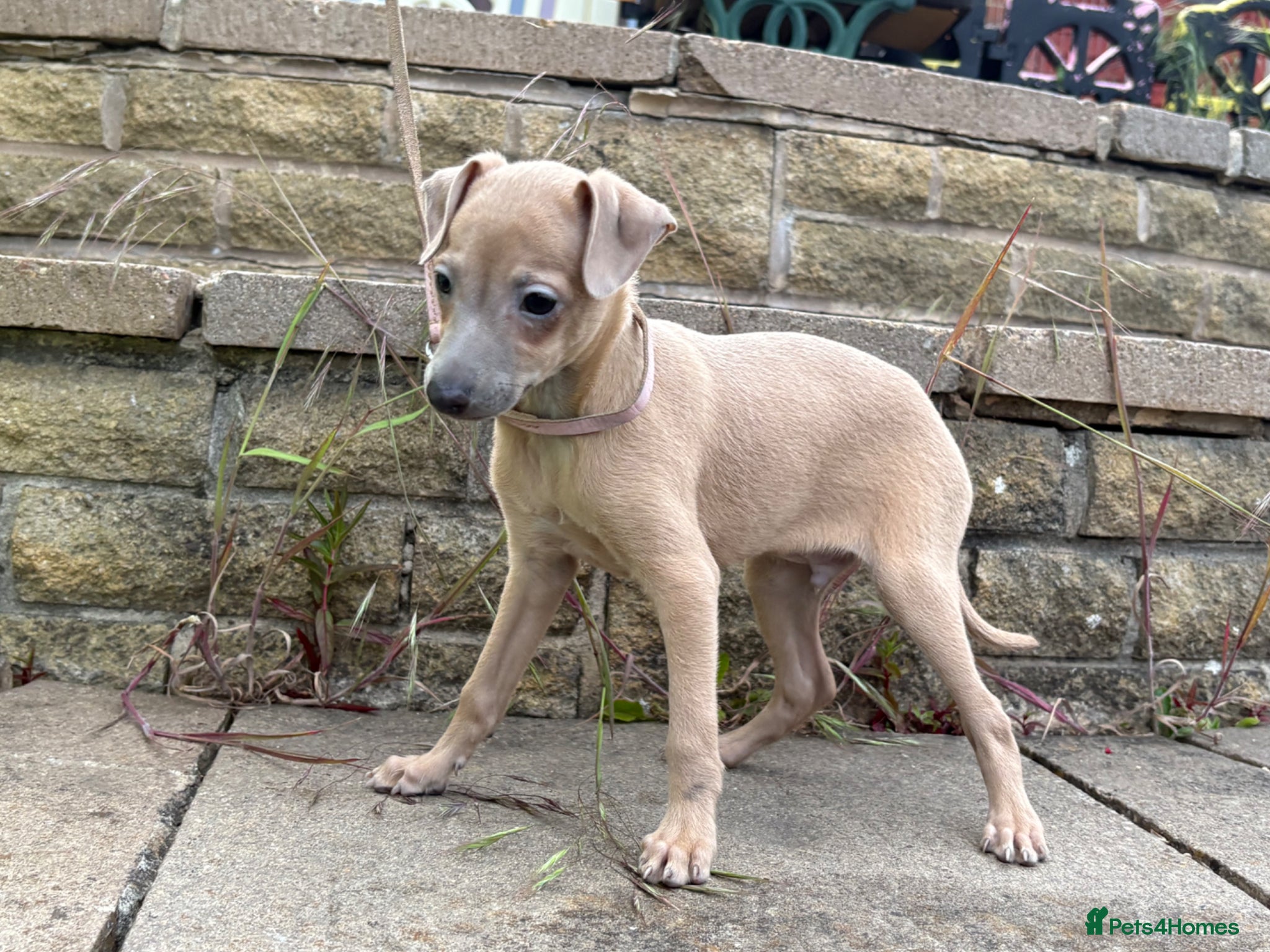 Italian Greyhound dogs Enzo Kennel Club Reg. Ready Now 23June - Advert 6