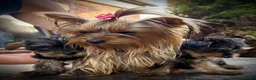 Yorkshire Terrier dogs for sale: Beautiful KC Registered Yorkshire Terriers in Manchester - Advert 4