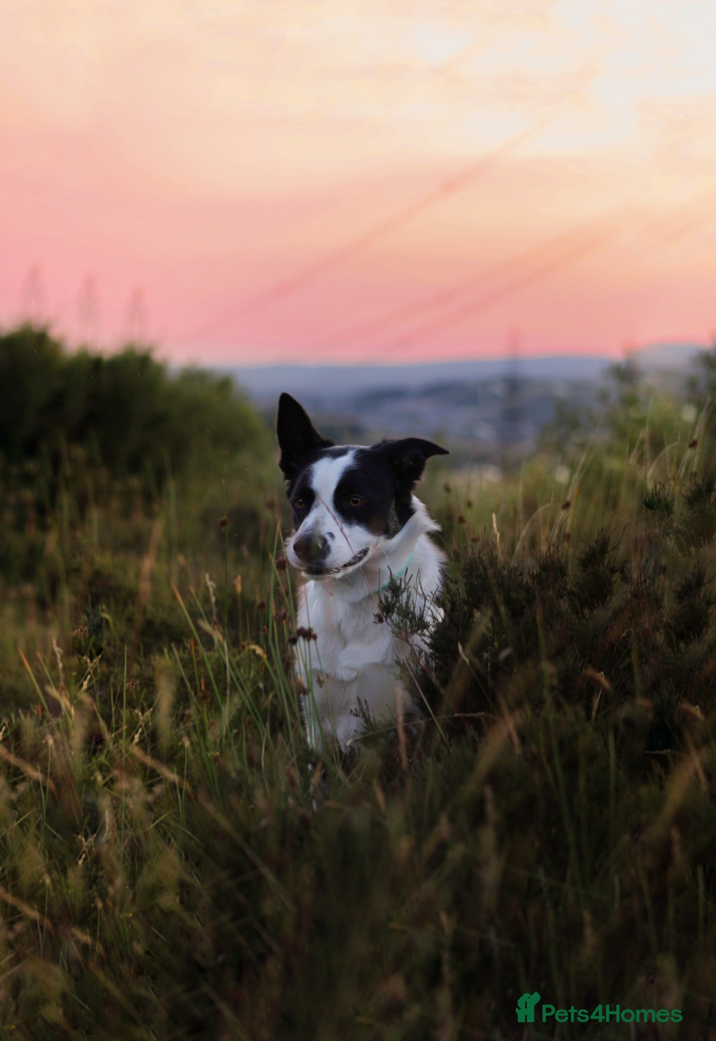 Border Collie dogs border collie - Advert 1