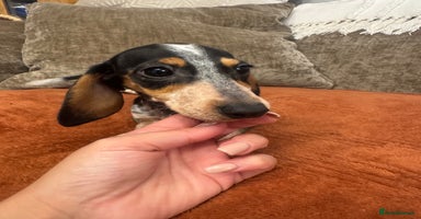 Miniature Dachshund dogs - Advert 6