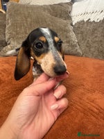 Miniature Dachshund dogs - Advert 6