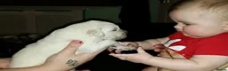 Golden Retriever dogs for sale: Champion Line Pedigree Golden Retriever Puppies - Advert 11
