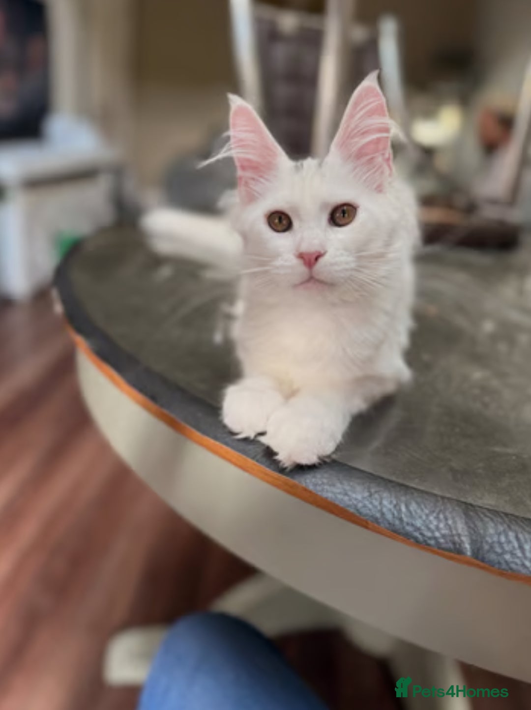 Maine Coon cats for sale: TICA Russian Maine Coons - Image 3