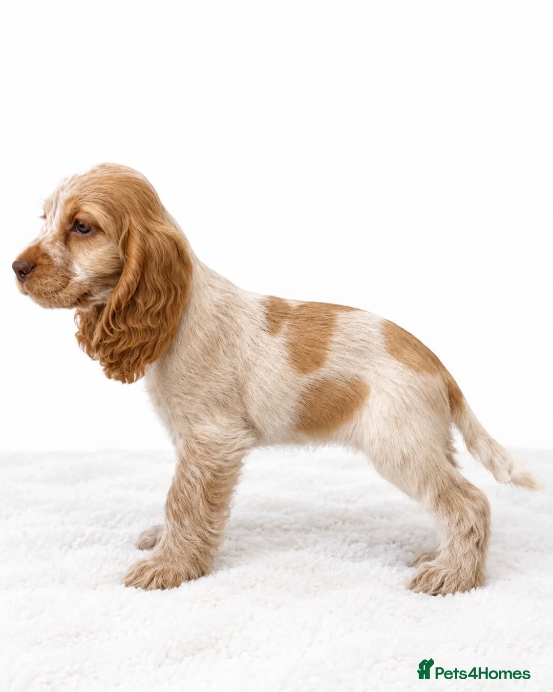 Cocker Spaniel dogs for sale: KC Reg Show Cocker Spaniel Girl READY NOW - Advert 2