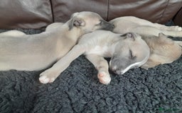 Whippet dogs for sale: Whippet pup's high quality Cruft winning bloodline - Image 11
