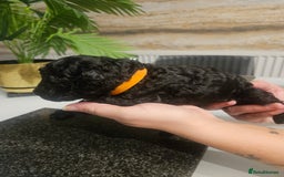 Cockapoo dogs for sale: F2 cockapoo boys 1 left available  - Advert 14