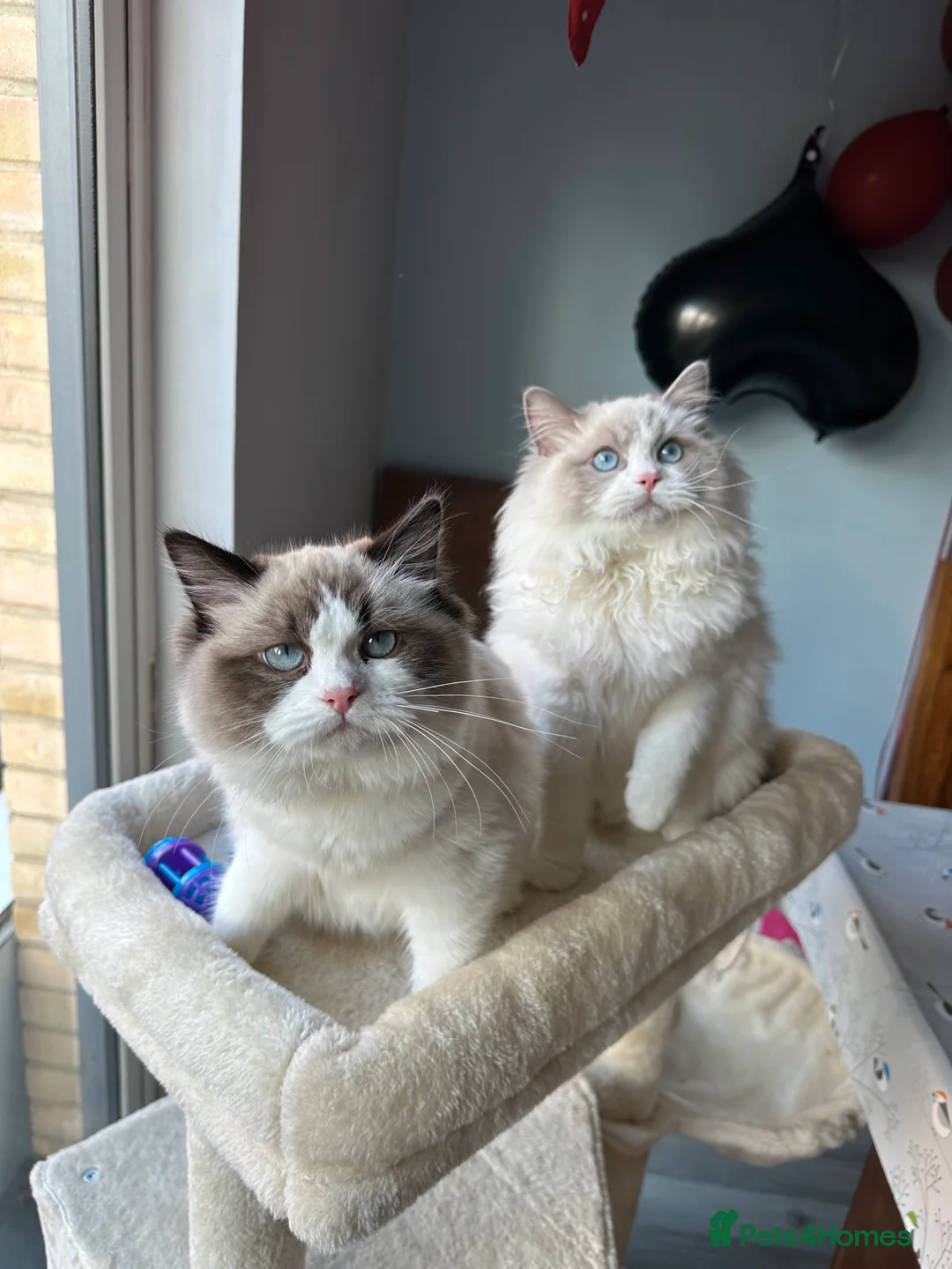 Ragdoll cats for sale:  ACTIVE CAT OR pet TICA Registered Ragdoll Kittens - Advert 6