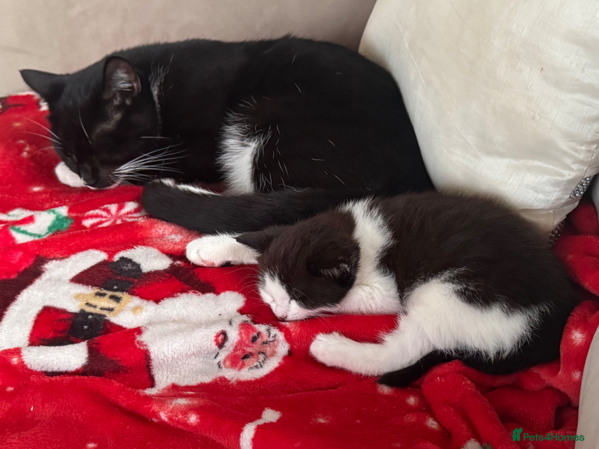 Mixed Breed cats Half tuxedo and half rag doll kitten  - Advert 12