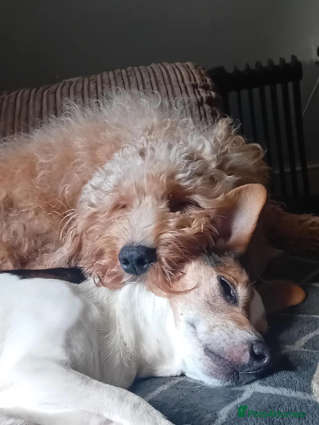 Cockapoo dogs for stud: Davey in Bradford - Advert 2