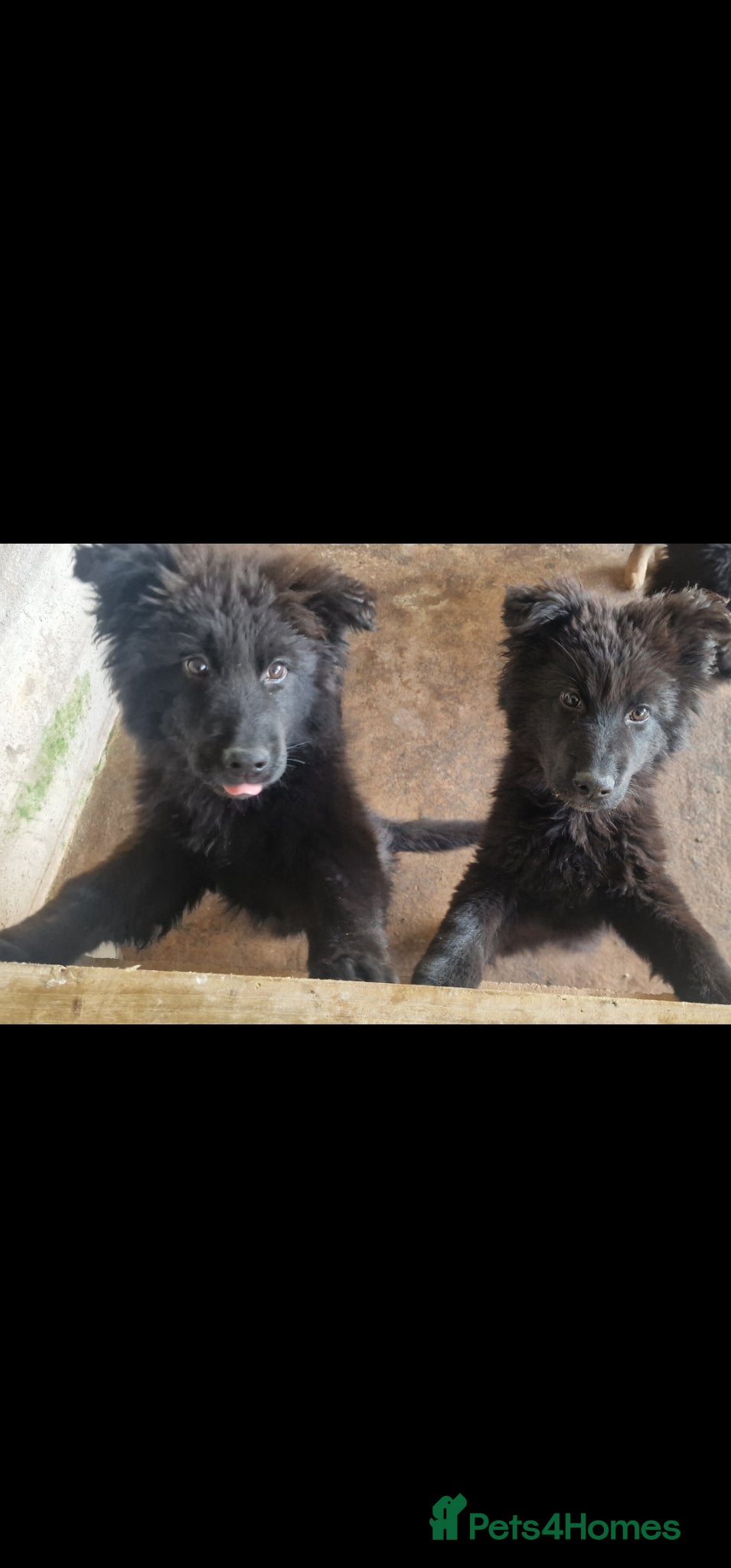 German Shepherd dogs German shepherd puppies  - Advert 2