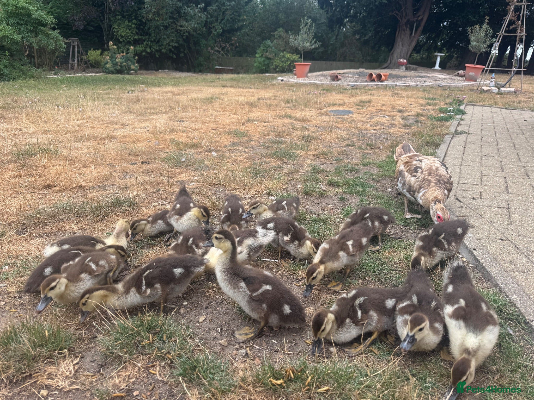 Ducks poultry Muscovy Ducks for sale - Male & Female - Advert 15