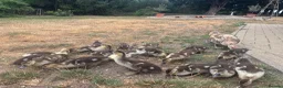 Ducks poultry for sale: Muscovy Ducks for sale - Male & Female - Advert 32