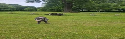 Cane Corso dogs for sale: Cane Corso 9 months old  - Advert 9