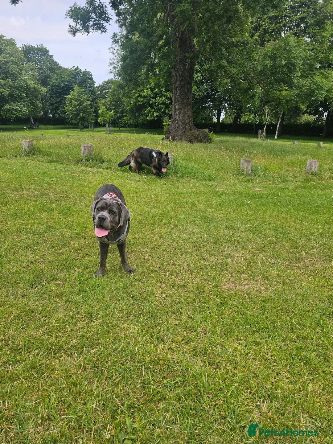 Cane Corso dogs for sale: Cane Corso 9 months old  - Advert 9