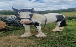 Irish Cob horses for sale: 3 Yr old colt for rehoming - Image 1