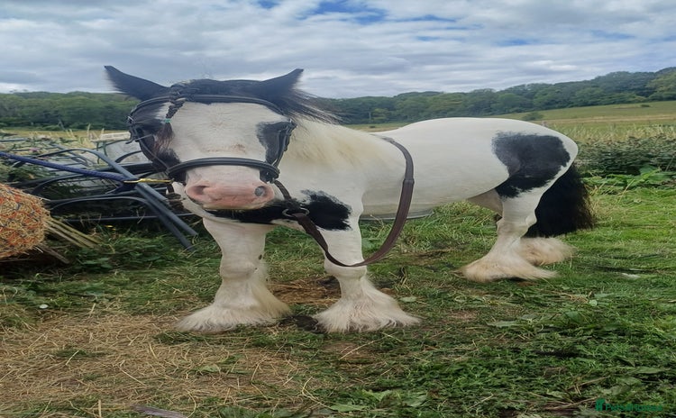Irish Cob horses - Advert 1
