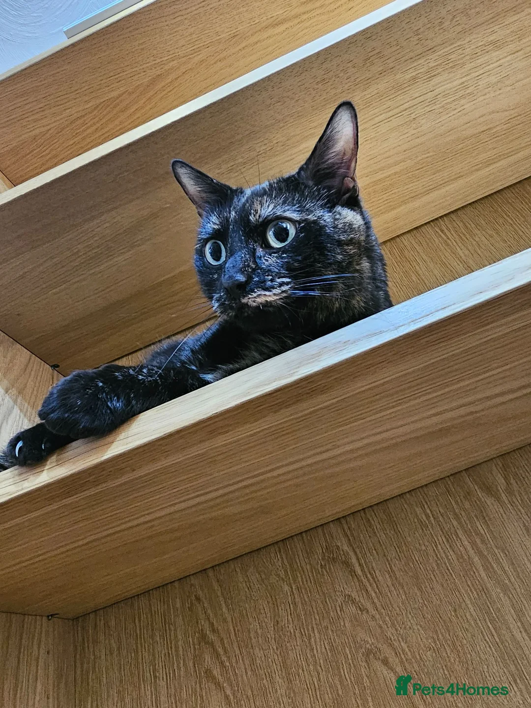 Mixed Breed cats for sale: Bella - Advert 2