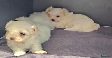 Maltese dogs - Advert 4
