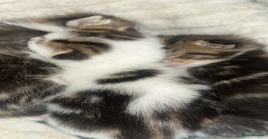 European cats - Advert 3