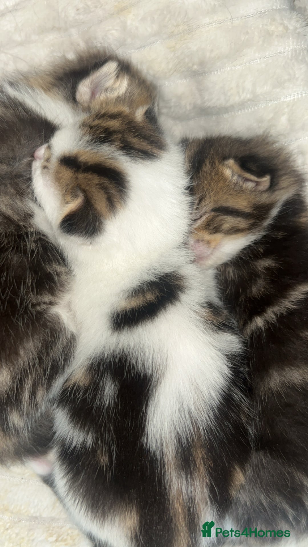 European cats for sale: Kittens - Image 3