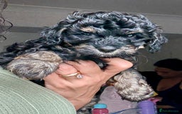 Cavapoo dogs for sale: Adorable F1b toy Cavapoo puppies ready to reserve - Image 16