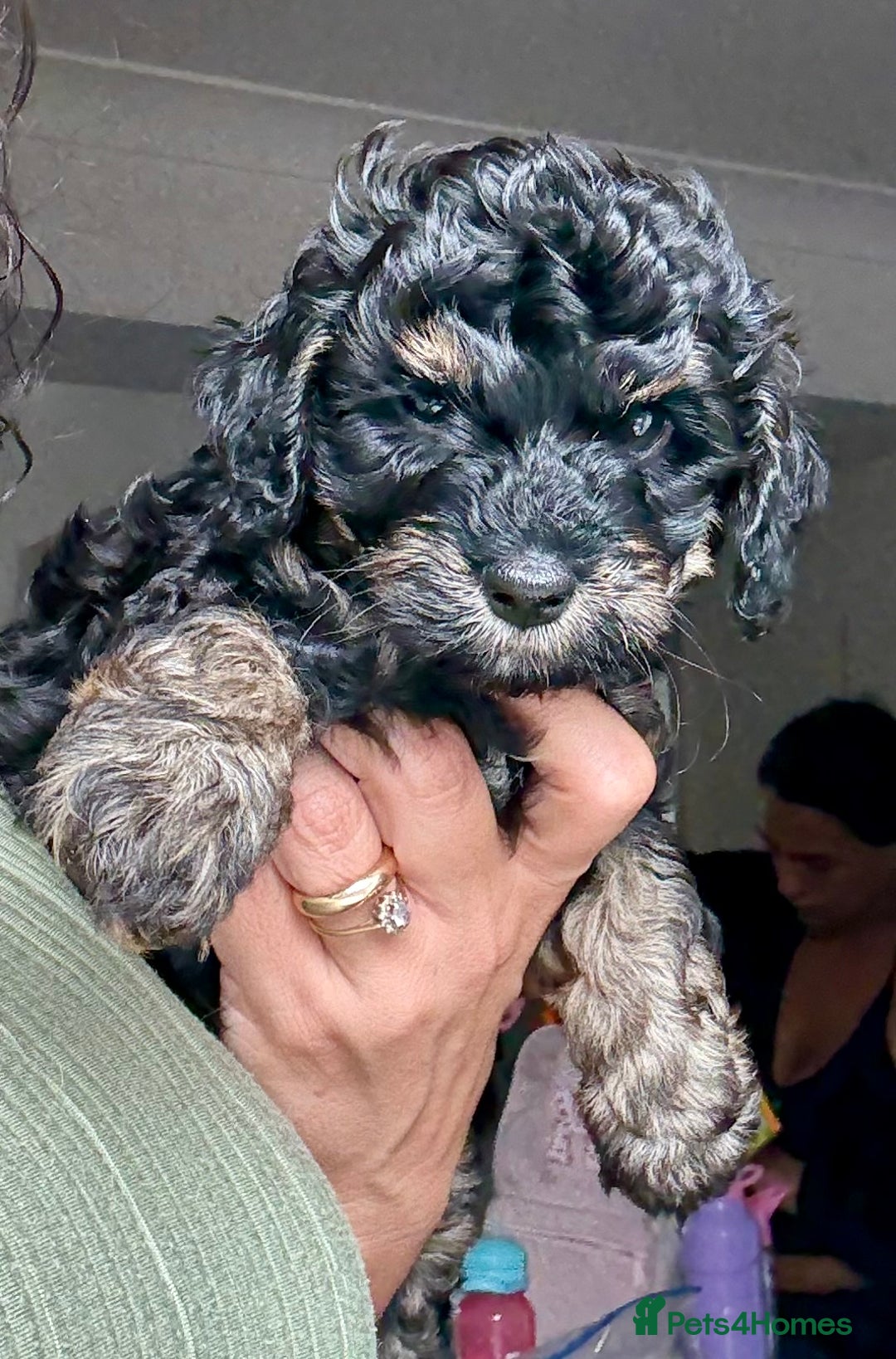 Cavapoo dogs for sale: Adorable F1b toy Cavapoo puppies ready to reserve - Image 16