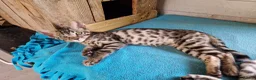 Mixed Breed cats for sale: Beautiful 3/4 Bengal, 1/4 Siamese kittens  - Advert 6
