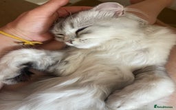 Scottish Fold cats for sale: Scottish fold - Image 4