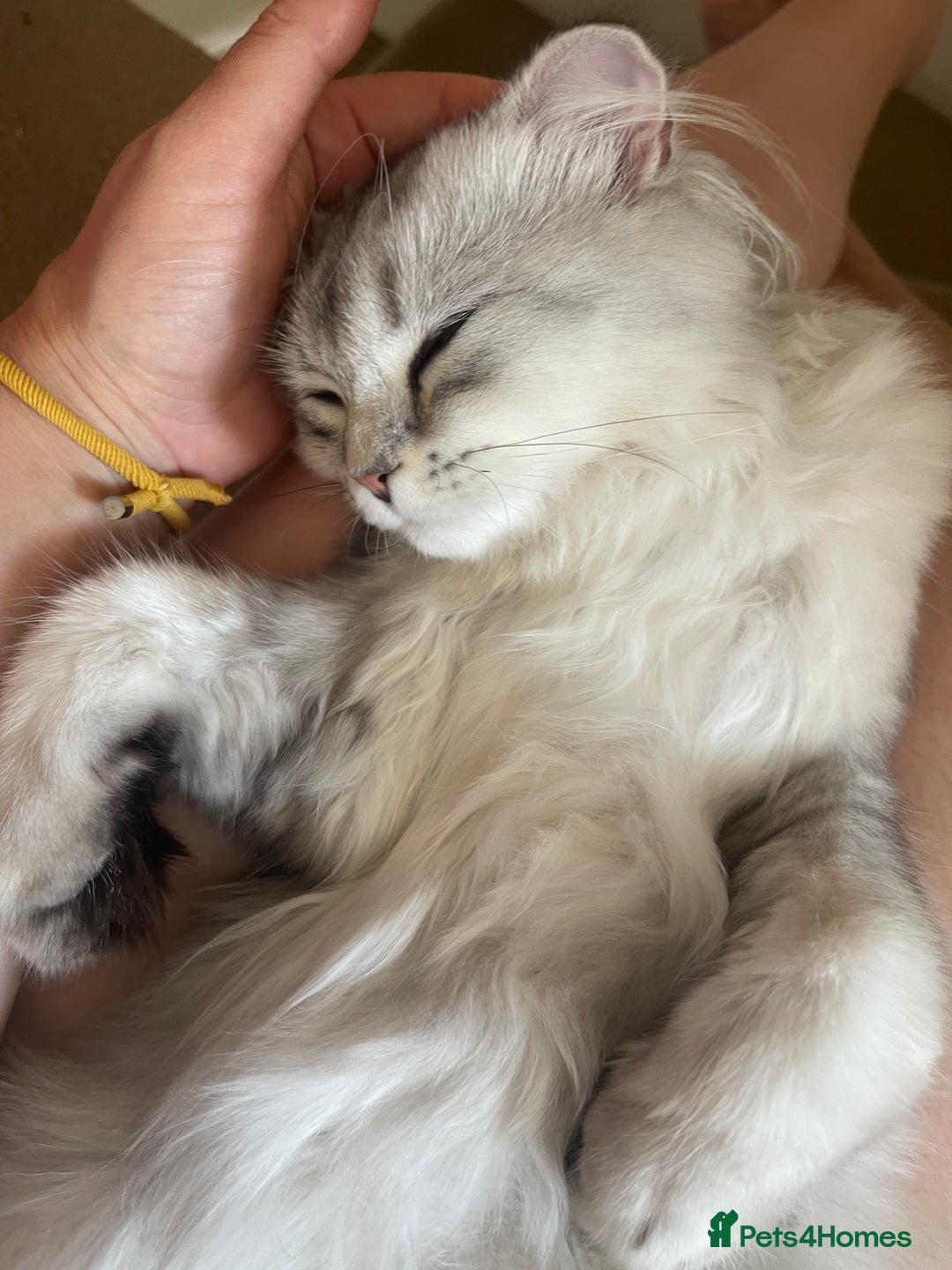 Scottish Fold cats for sale: Scottish fold - Image 4