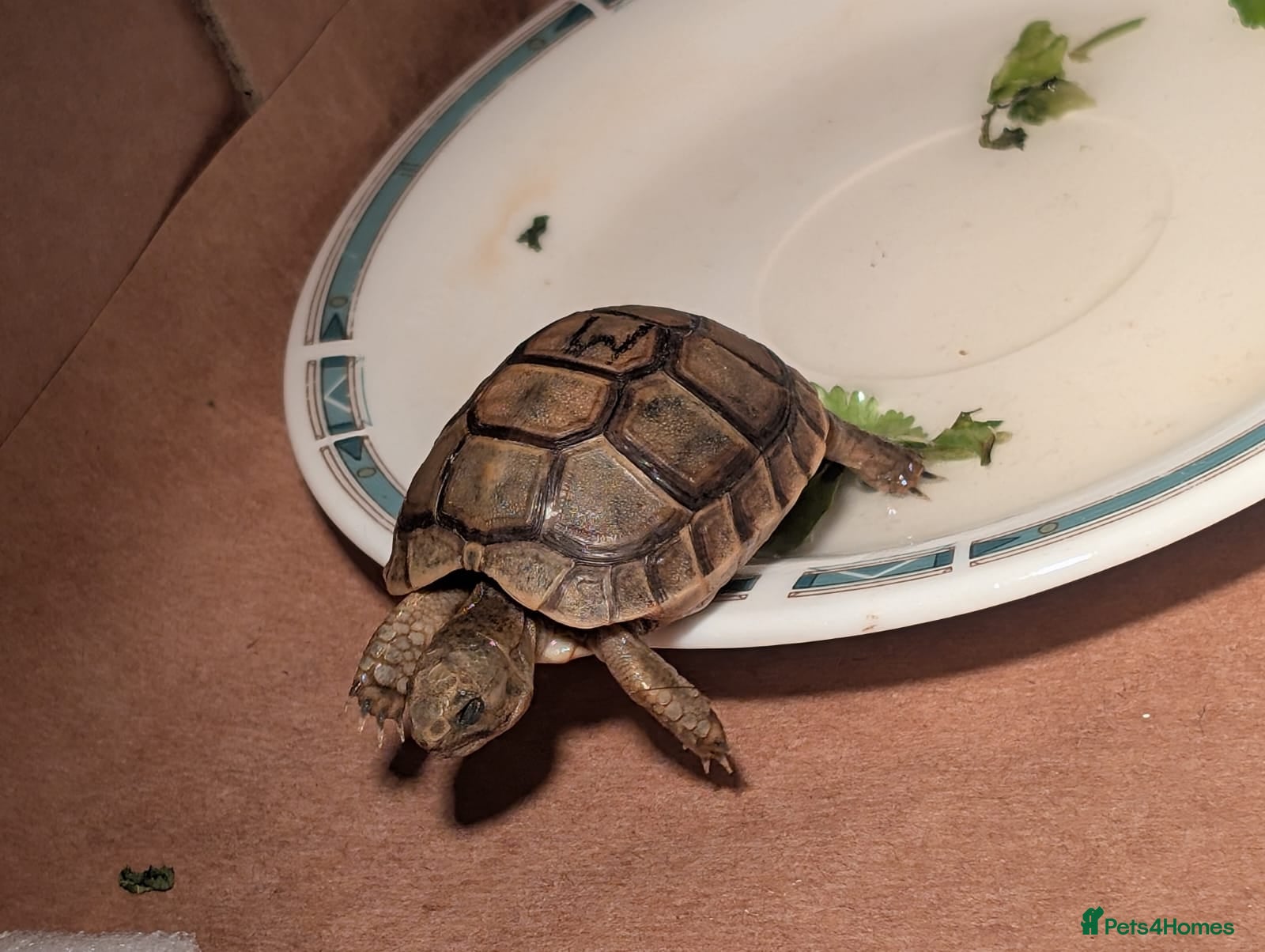 Tortoise reptiles  🐢 Baby Spur Thighed Tortoises available 🐢 - Advert 2